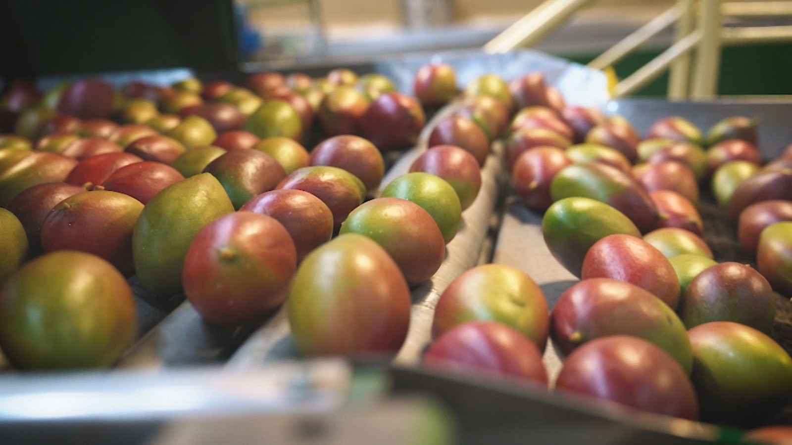 Tarifaço de Trump coloca em risco 77 mil toneladas de frutas brasileiras que aguardam exportação para os EUA