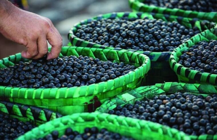 Edital que vetou açaí e tucupi na COP de Belém é revisto após pedido do ministro do Turismo