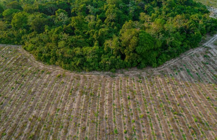 Mais da metade do carbono orgânico do solo brasileiro está na Amazônia, diz estudo