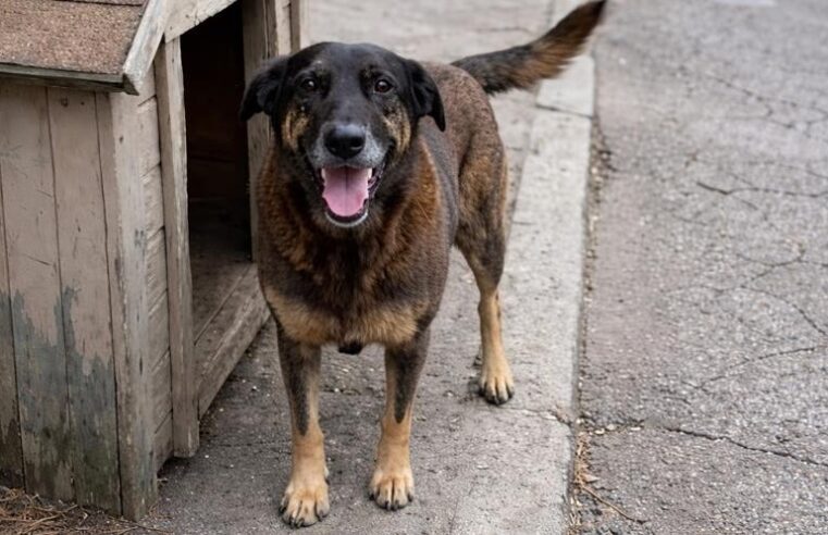 Cão Orelha: projetos que elevam penas para maus-tratos a pets podem ser votados após o Carnaval